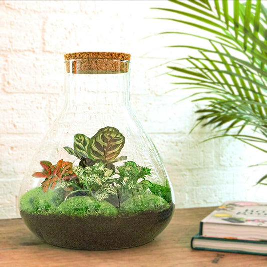 🌿🛠️ DIY Terrarium Sam XL – Rood – 35 cm – Inclusief harkje, schepje & pincet