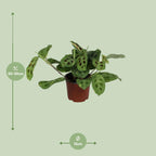 Maranta Leuconeura Fascinator Variegata (Biddende Plant) – Ø12cm ↕30cm | Gemiddeld onderhoud