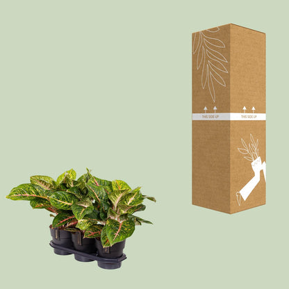 Aglaonema 'Spring Red' – Ø19cm ↕60cm | Blush &amp; glow – Easy maintenance