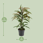 Ficus ‘Amstel King’ – Ø17cm ↕70cm | Slanke bladkoning – Gemiddeld onderhoud