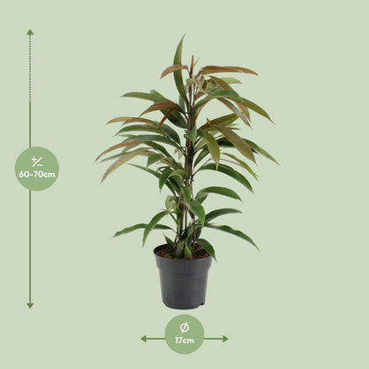 Ficus 'Amstel King' – Ø17cm ↕70cm | Slender leaf king – Average maintenance