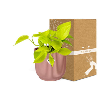 Epipremnum Pinnatum 'Golden Pothos' in ELHO Vibes Fold 14 cm pink