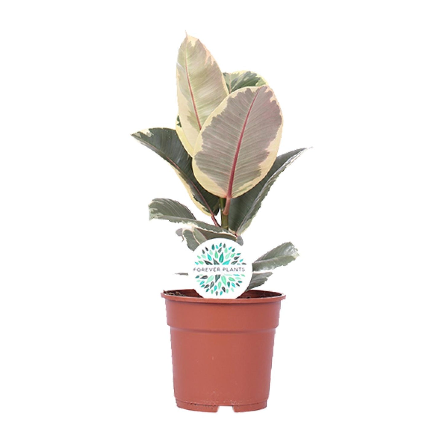 Ficus Elastica Tineke - Ø17cm - ↕50cm | The cappuccino variegata – Average maintenance