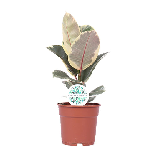 Ficus Elastica Tineke - Ø17cm - ↕50cm | The cappuccino variegata – Average maintenance