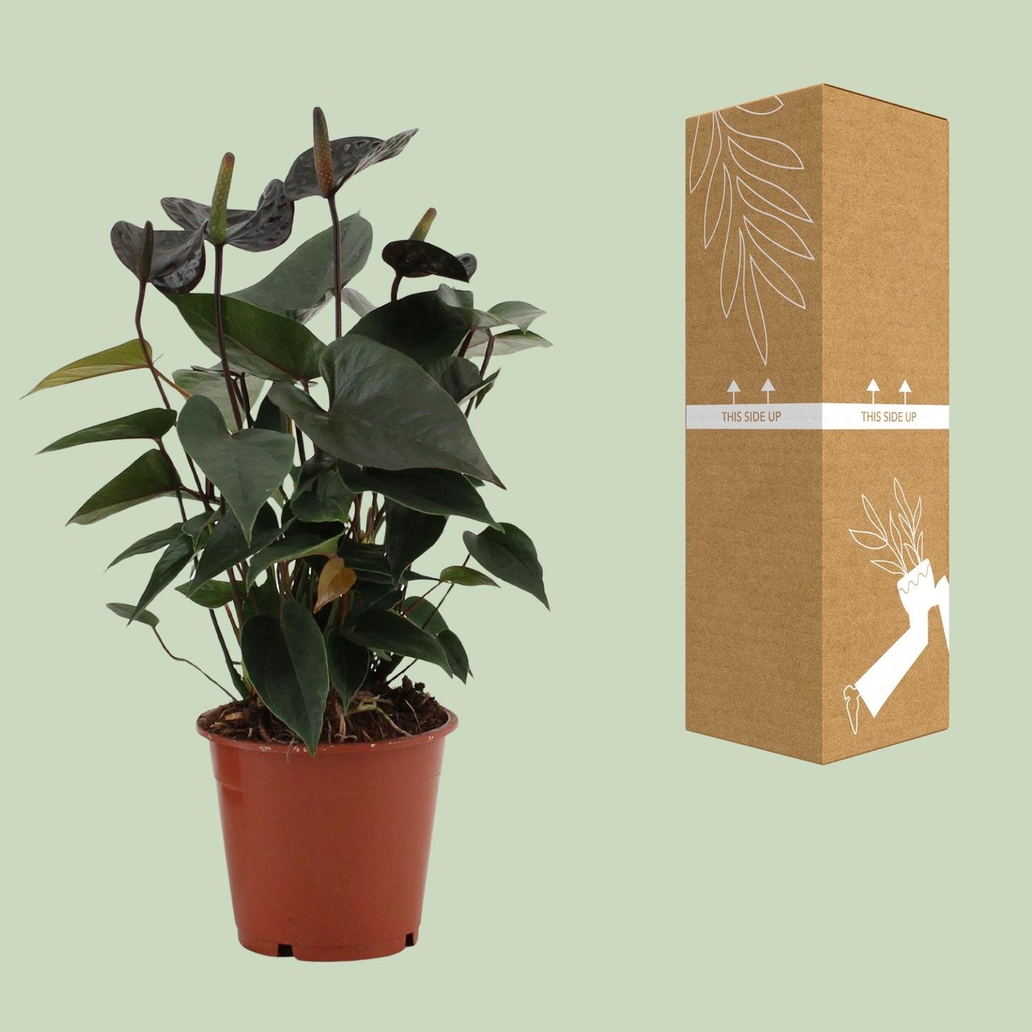Anthurium 'Black Love' (in transparent sleeve) – Ø12cm ↕36cm | Average maintenance