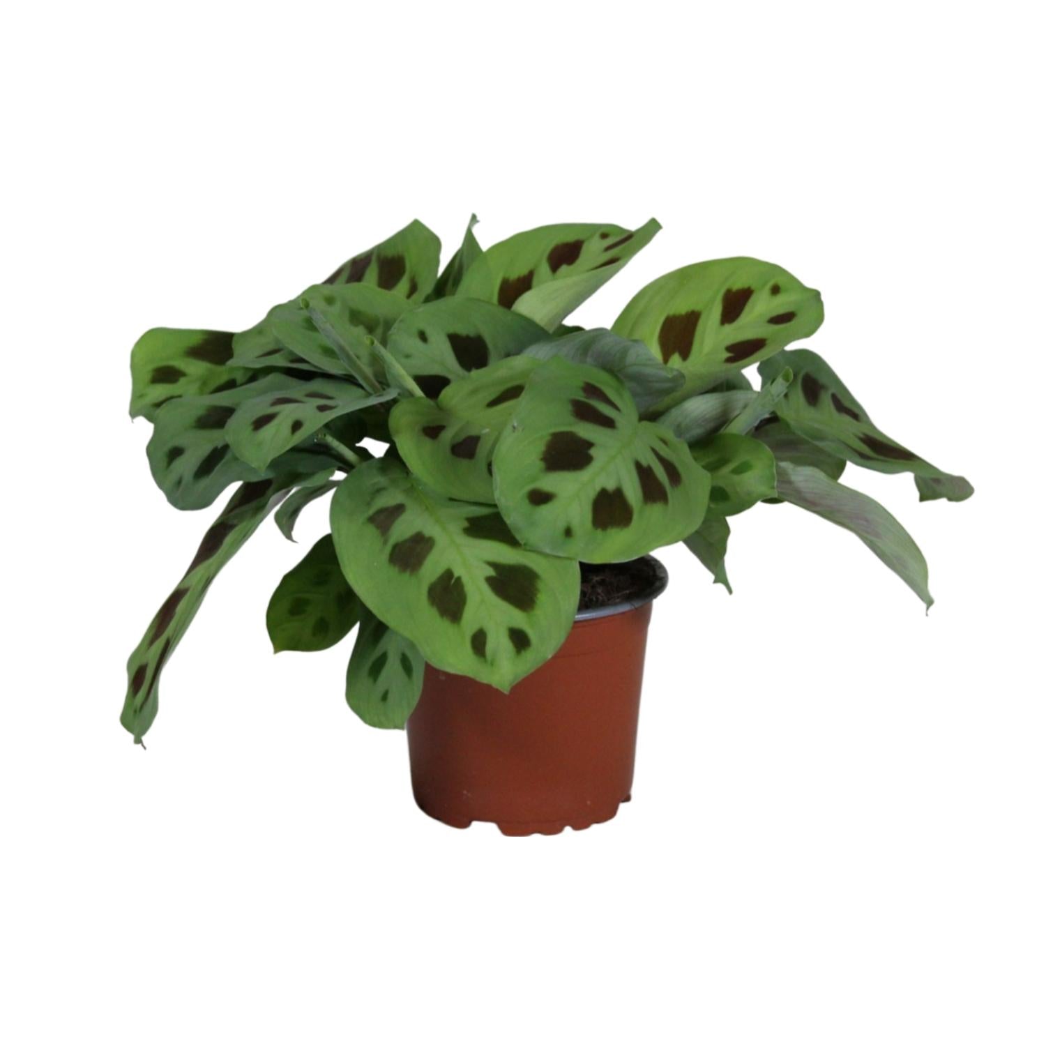 Maranta Leuconeura Kerchoveana (Biddende Plant) – Ø12cm ↕30cm | Gemiddeld onderhoud