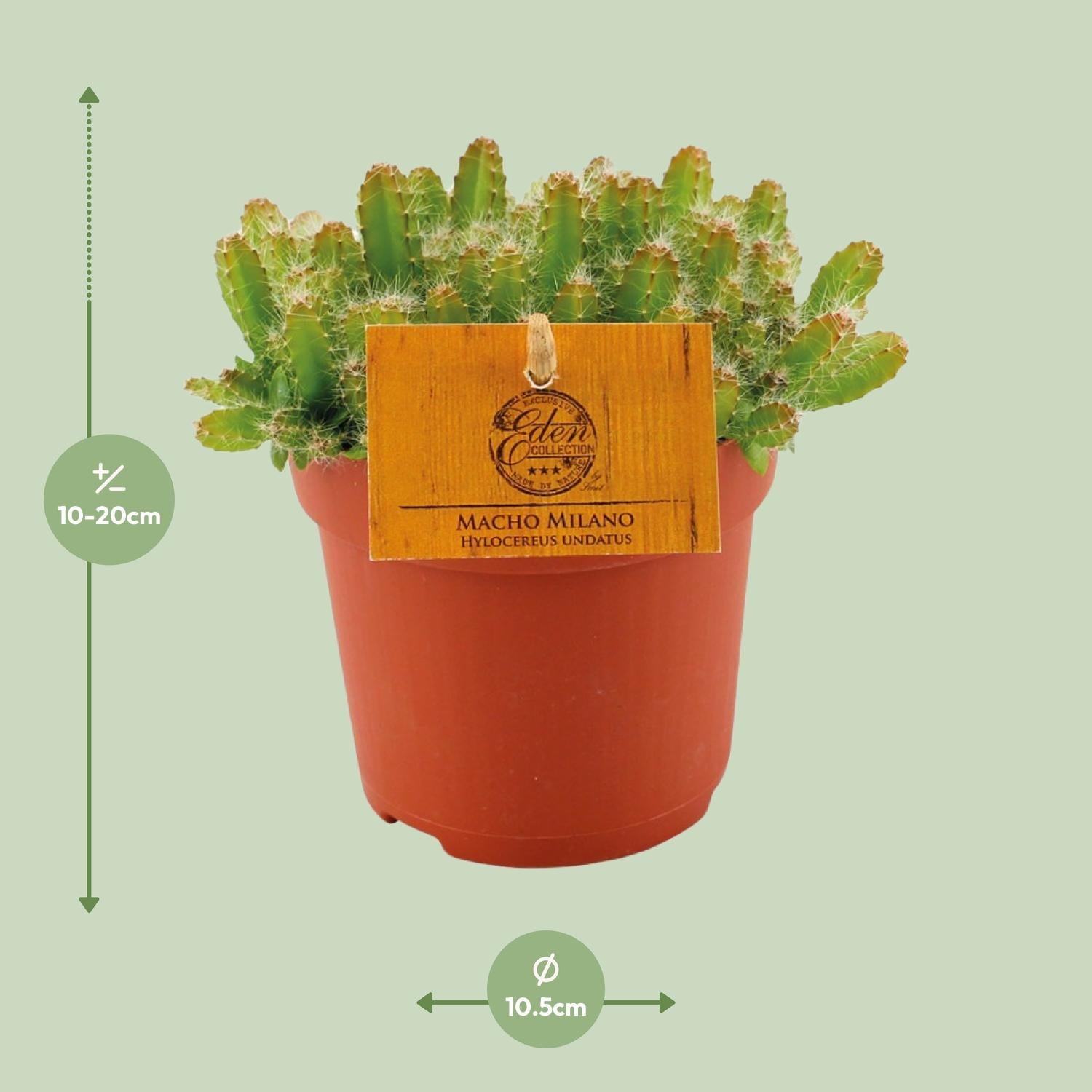 Hylocereus Undatus – Ø11cm ↕15cm | Challenging maintenance