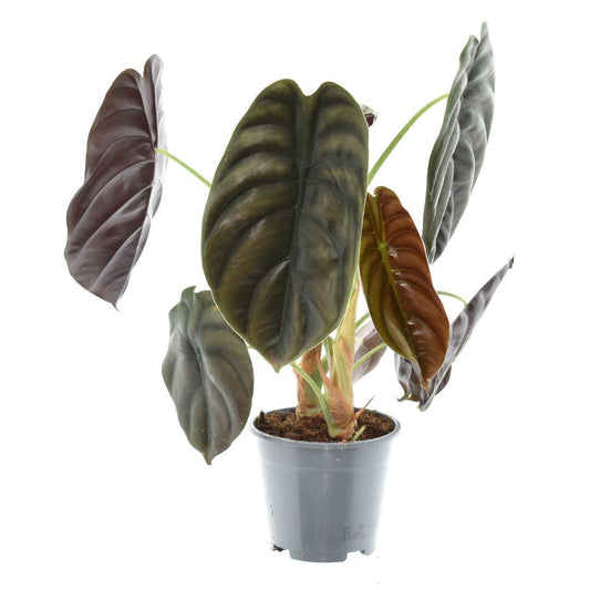 Alocasia Red Secret – Ø14cm ↕35cm | The metallic showstopper – Challenging maintenance