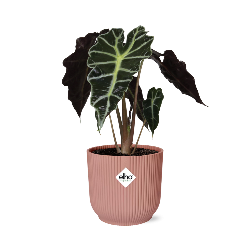 Alocasia 'Polly' in ELHO Vibes Fold 14cm – Pink | Average maintenance