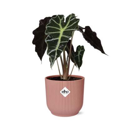 Alocasia 'Polly' in ELHO Vibes Fold 14cm – Pink | Average maintenance