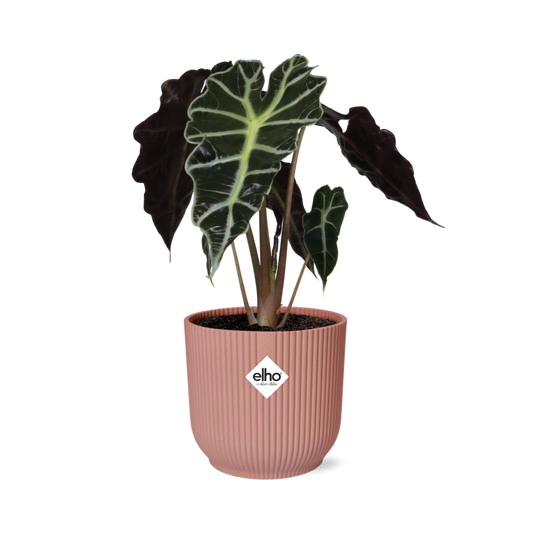 Alocasia 'Polly' in ELHO Vibes Fold 14cm – Pink | Average maintenance