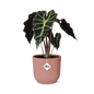 Alocasia 'Polly' in ELHO Vibes Fold 14cm – Pink | Average maintenance