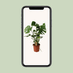 Monstera deliciosa P21 – Ø21cm ↕60cm | Average maintenance