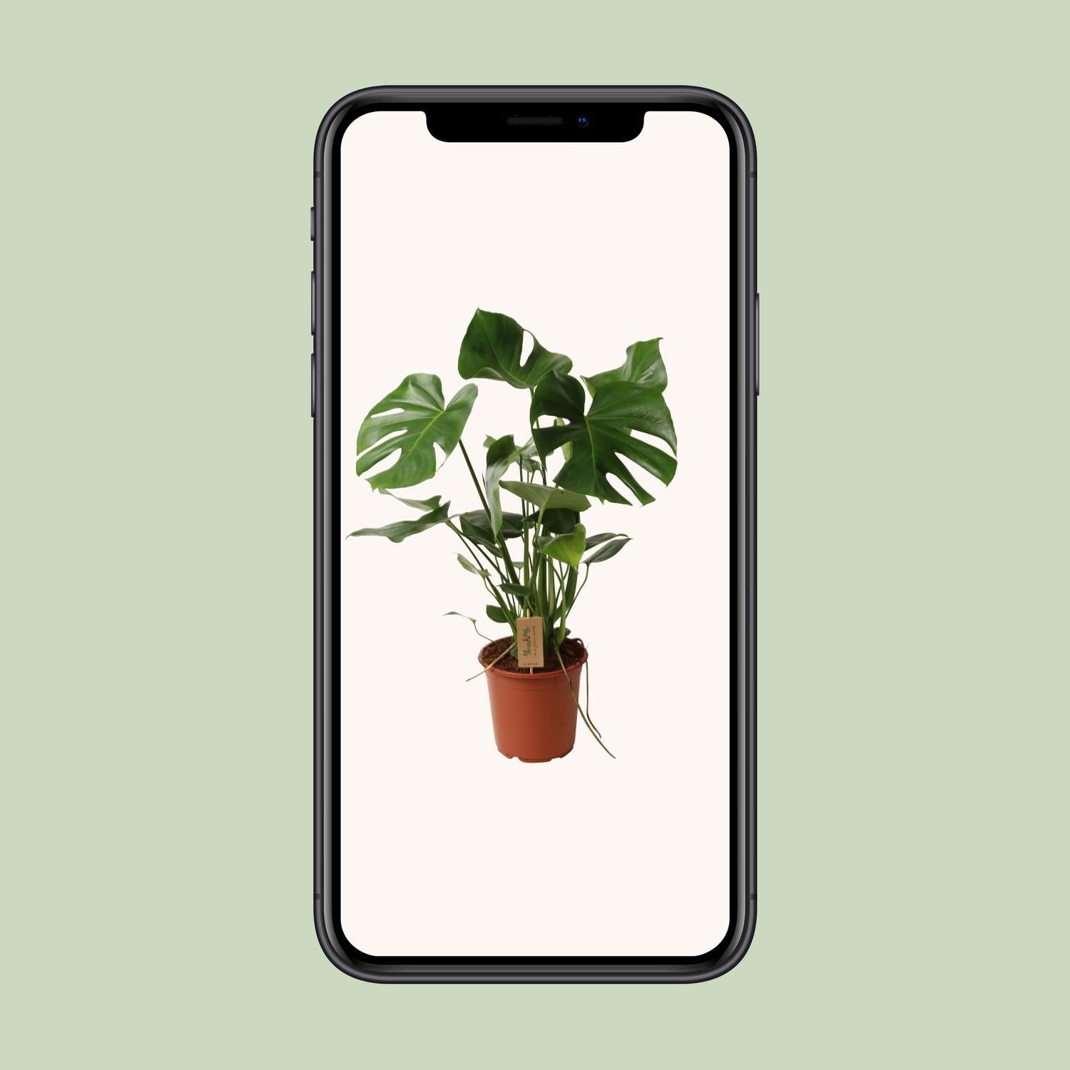 Monstera deliciosa P21 – Ø21cm ↕60cm | Average maintenance