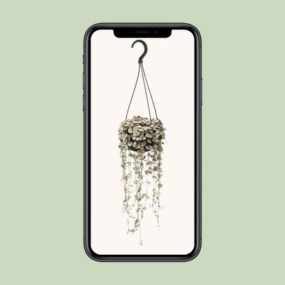 Ceropegia Woodii Variegata – String of Hearts Hanging Plant Ø14 cm ↕38 cm