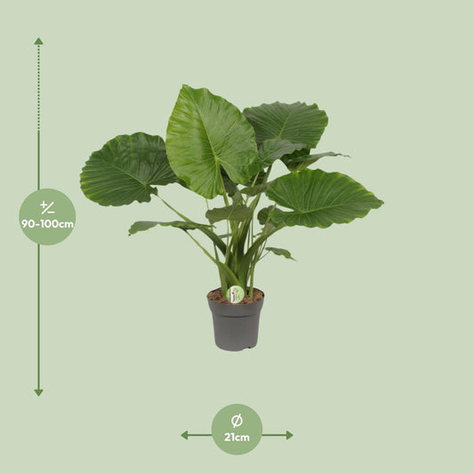 Alocasia Gageana 'California' (Elephant Ear) – Ø21cm ↕80cm | Average maintenance
