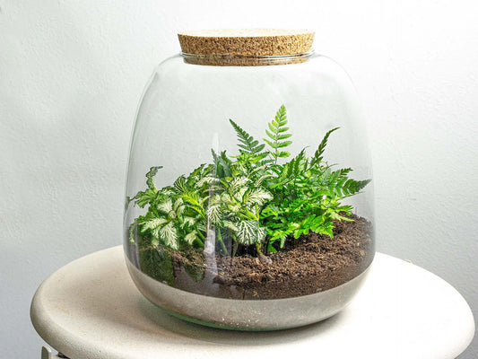 DIY Terrarium Making – Emma Mini – Fittonia White Tiger – Closed Ecosystem
