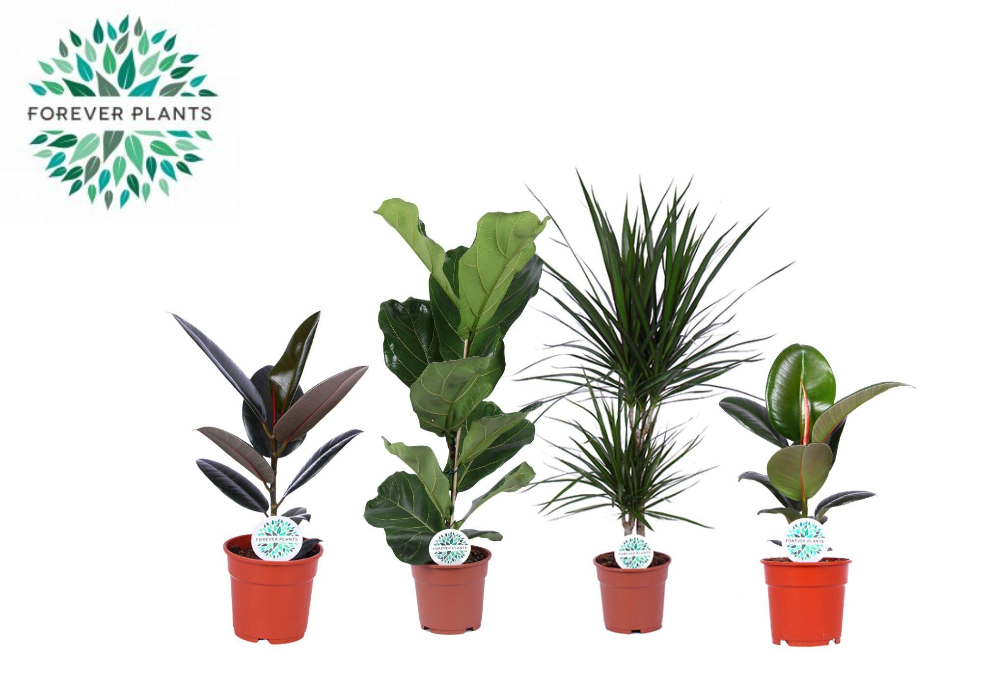 Green Mix 'Lopez' – 4 pieces – Ø17cm ↕55–75cm | Easy maintenance
