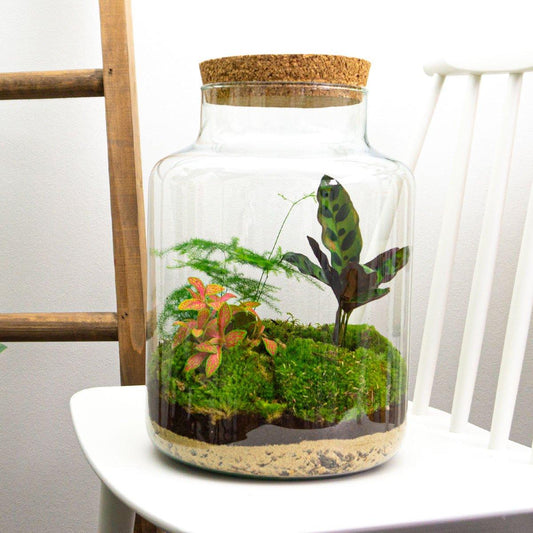 🌿 DIY Terrarium Milky – 30 cm