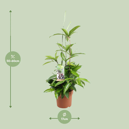 Dracaena Surculosa (Gold Palm) – Ø17cm ↕55cm | Easy maintenance