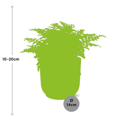 Asplenium 'Parvati' in ELHO Vibes Fold 14cm pink | Boho fern with beach waves – Average maintenance