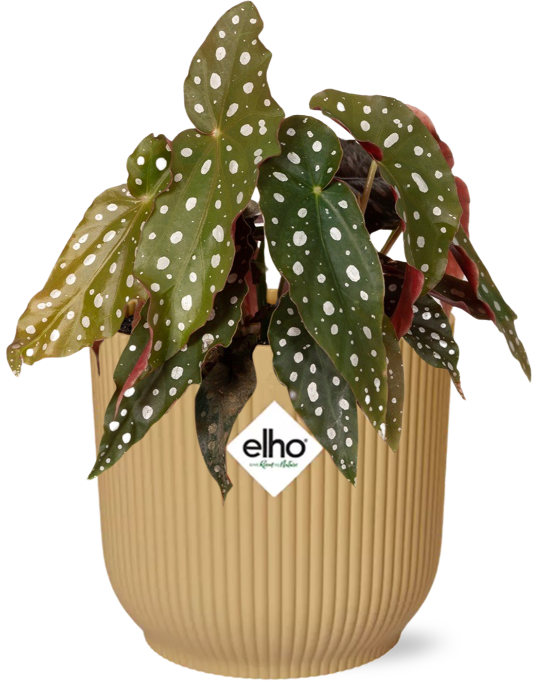 Begonia Maculata + ELHO Vibes Fold Yellow – Ø14cm ↕20cm | Average maintenance