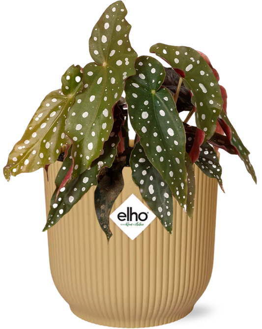 Begonia Maculata + ELHO Vibes Fold Yellow – Ø14cm ↕20cm | Average maintenance