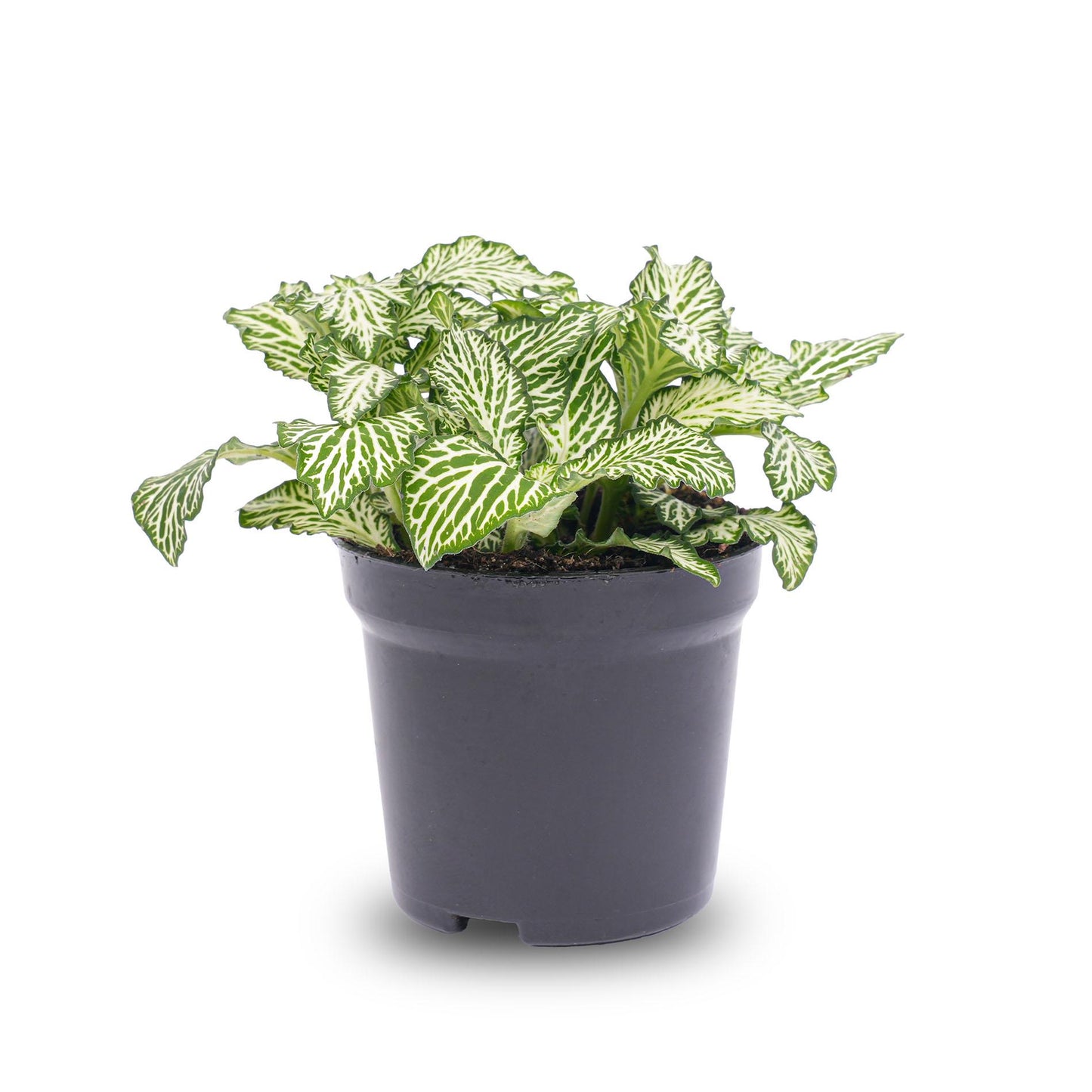 Fittonia White 'White Tiger' – Terrarium plant – Pot size 8 | The black and white stylist – Easy maintenance