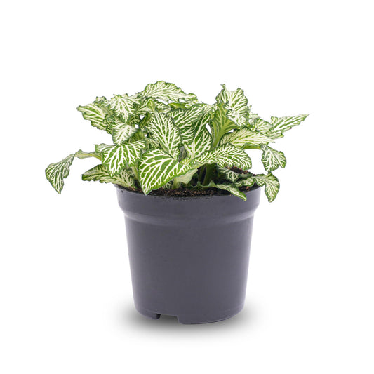 Fittonia White 'White Tiger' – Terrarium plant – Pot size 8 | The black and white stylist – Easy maintenance
