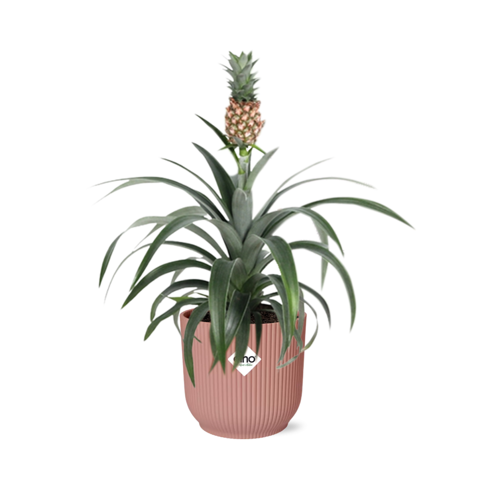 Pineapple 'Mi Amigo' in ELHO Vibes Fold 14cm pink | Tropical eye-catcher – Average maintenance