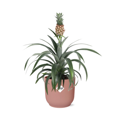 Pineapple 'Mi Amigo' in ELHO Vibes Fold 14cm pink | Tropical eye-catcher – Average maintenance