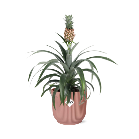 Pineapple 'Mi Amigo' in ELHO Vibes Fold 14cm pink | Tropical eye-catcher – Average maintenance