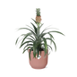 Pineapple 'Mi Amigo' in ELHO Vibes Fold 14cm pink | Tropical eye-catcher – Average maintenance