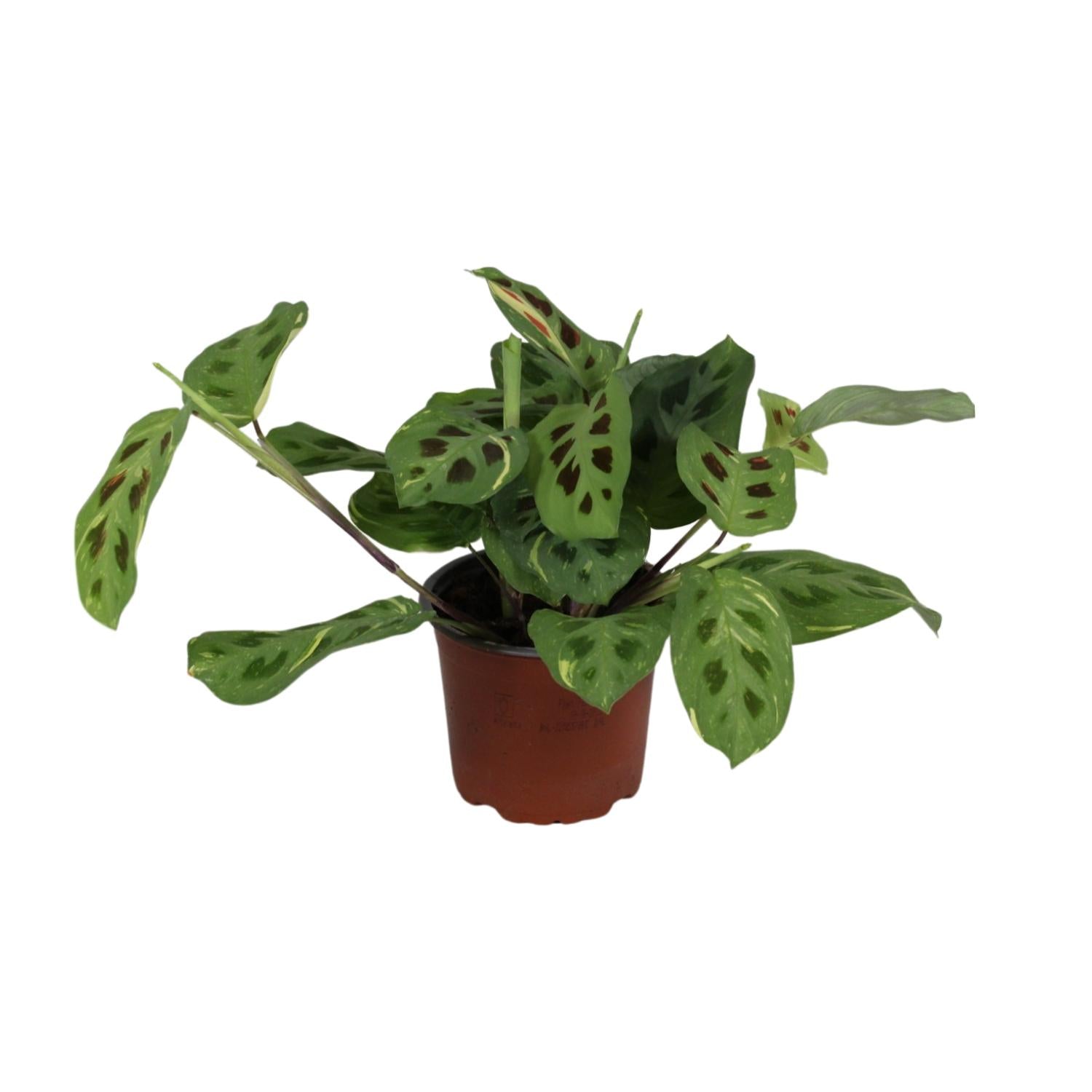 Maranta Leuconeura Fascinator Variegata (Biddende Plant) – Ø12cm ↕30cm | Gemiddeld onderhoud