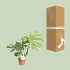 Monstera 'Thai Constellation' – Ø15cm ↕40–50cm | Milky Way on leaf – Challenging maintenance