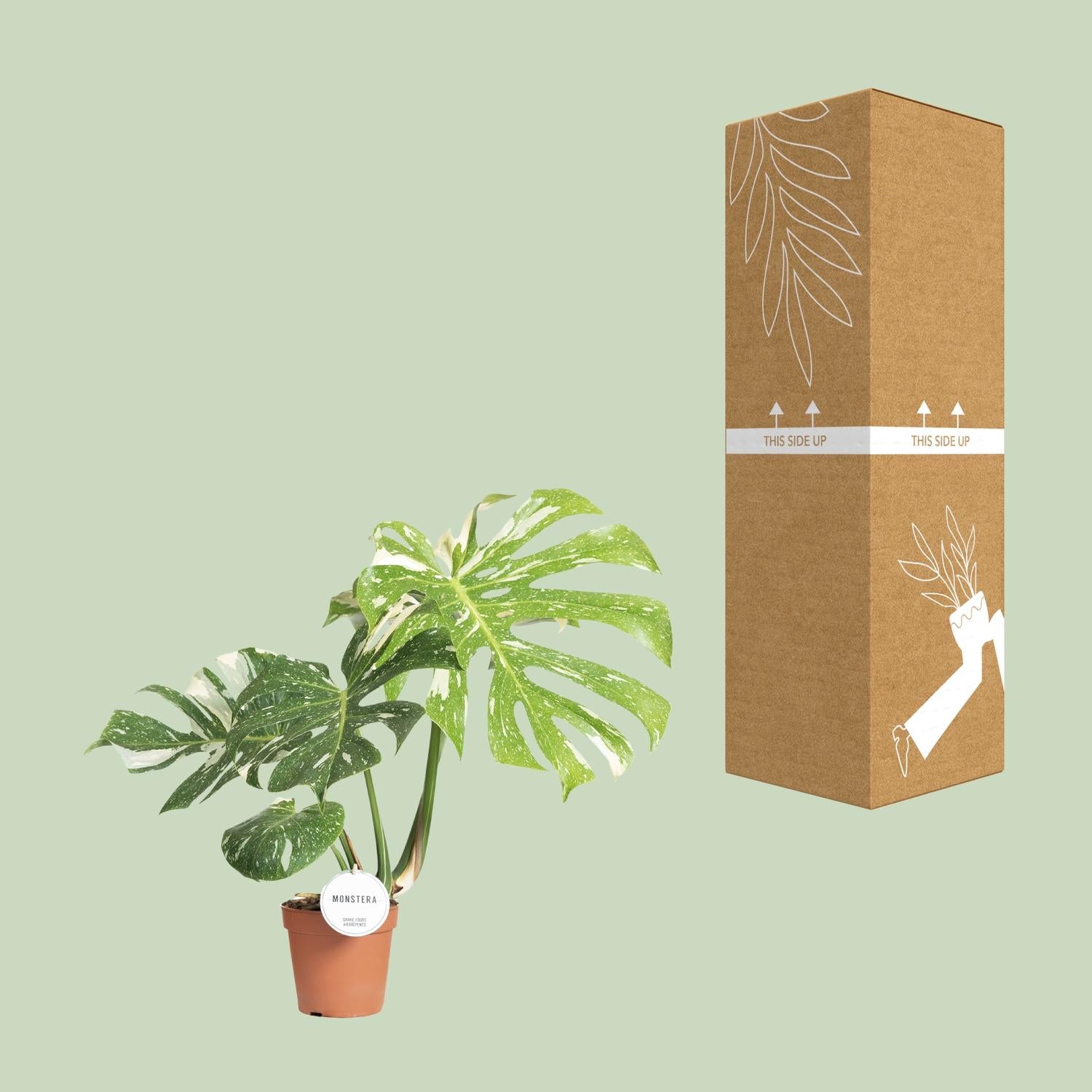 Monstera 'Thai Constellation' – Ø15cm ↕40–50cm | Milky Way on leaf – Challenging maintenance