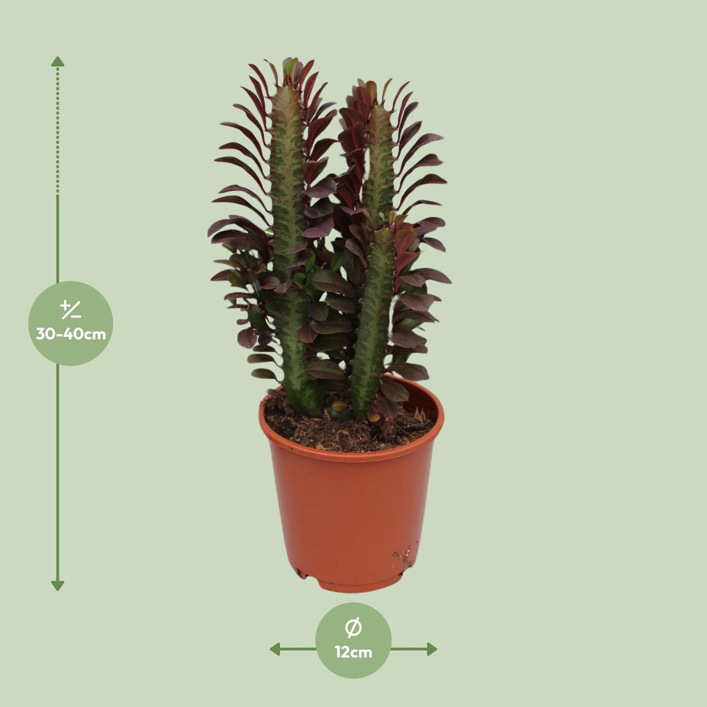 Euphorbia trigona 'Rubra' – Ø12cm ↕40cm | Easy care
