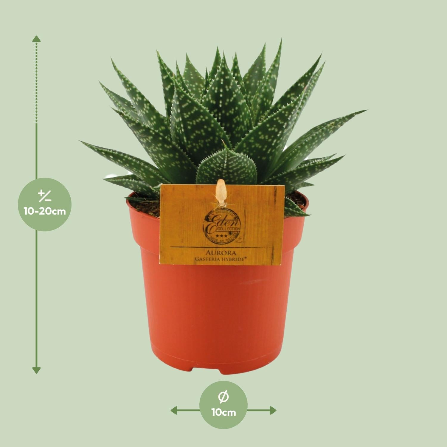 Gasteria Aurora – Ø11cm ↕15cm | Easy maintenance