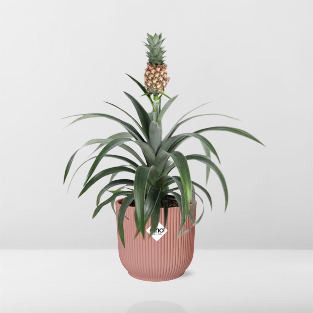 Pineapple 'Mi Amigo' in ELHO Vibes Fold 14cm pink | Tropical eye-catcher – Average maintenance