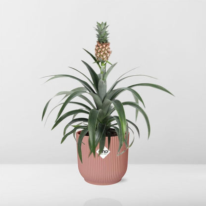 Pineapple 'Mi Amigo' in ELHO Vibes Fold 14cm pink | Tropical eye-catcher – Average maintenance