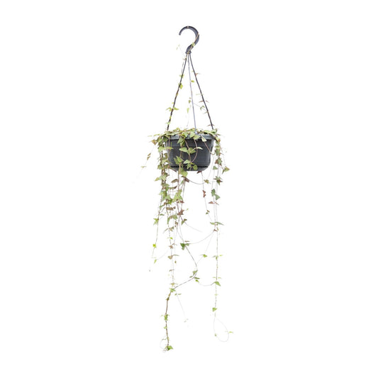 Ceropegia Linearis 'Remy' – String of Hearts Hanging Plant Ø14 cm ↕38 cm