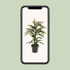 Ficus ‘Amstel King’ – Ø17cm ↕70cm | Slanke bladkoning – Gemiddeld onderhoud