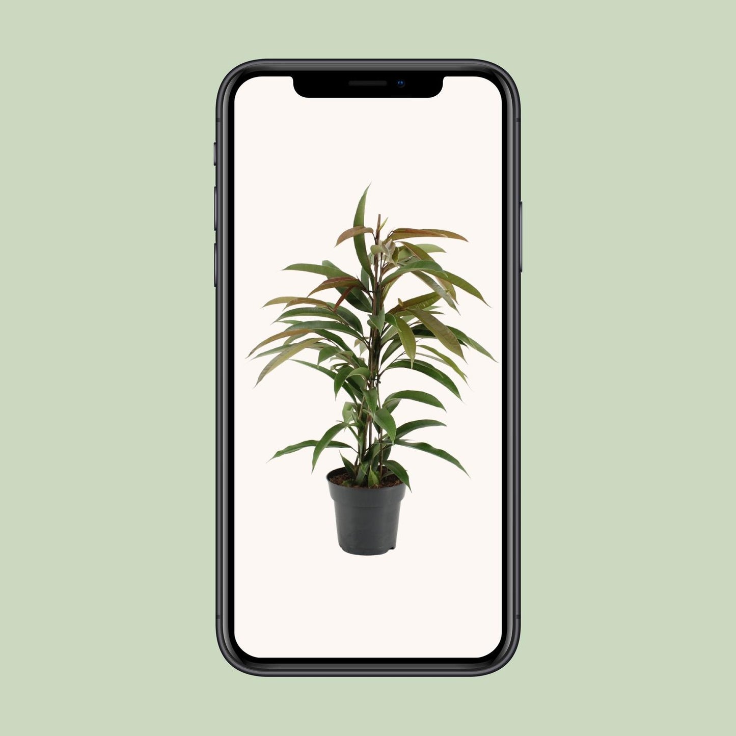 Ficus 'Amstel King' – Ø17cm ↕70cm | Slender leaf king – Average maintenance
