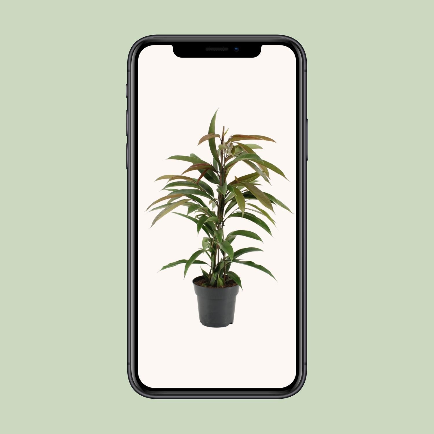 Ficus ‘Amstel King’ – Ø17cm ↕70cm | Slanke bladkoning – Gemiddeld onderhoud