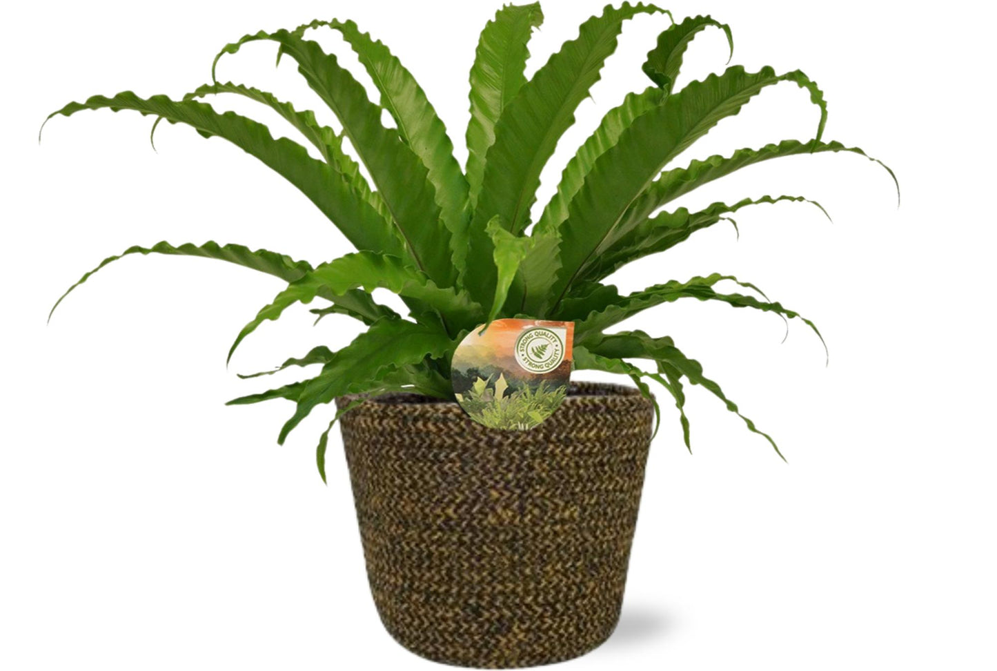 Asplenium Osaka + Selin Pot Black – Ø17cm ↕40cm | Average maintenance