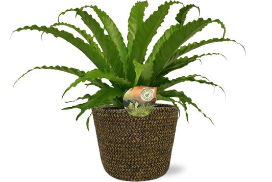 Asplenium Osaka + Selin Pot Black – Ø17cm ↕40cm | Average maintenance