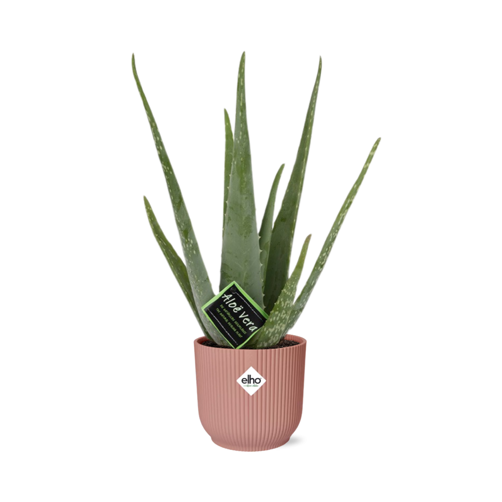Aloe Vera – Ø12 cm in ELHO Vibes Fold 14 cm pink