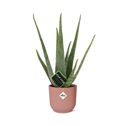 Aloe Vera – Ø12 cm in ELHO Vibes Fold 14 cm pink