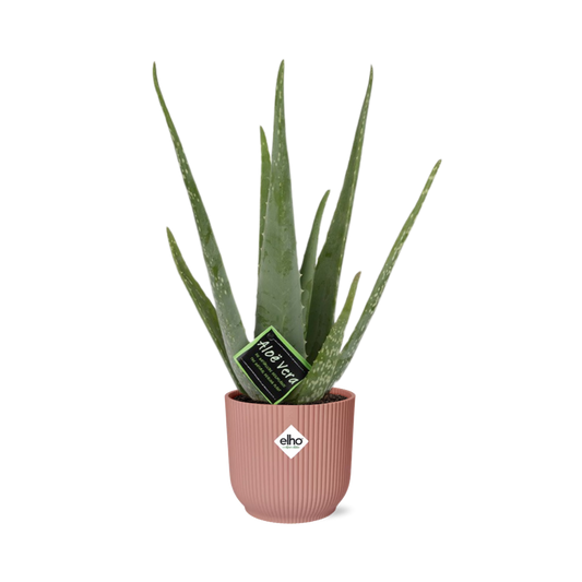 Aloe Vera – Ø12 cm in ELHO Vibes Fold 14 cm pink