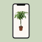Pachira Aquatica – Ø24cm ↕120cm | Gemiddeld onderhoud
